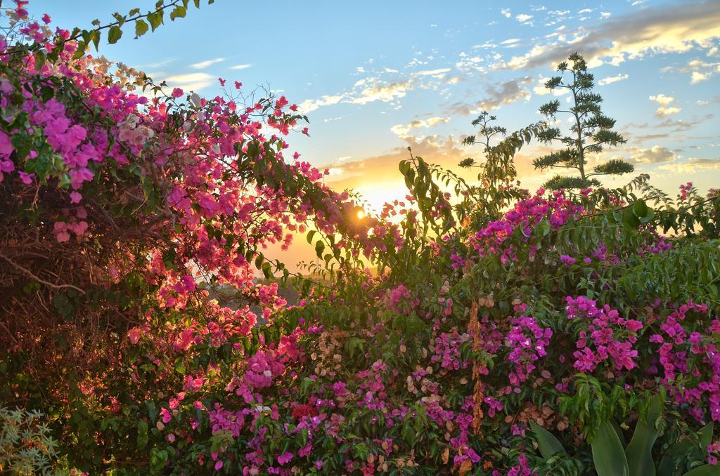 Finca La Tosca Guia de Isora  Ngoại thất bức ảnh